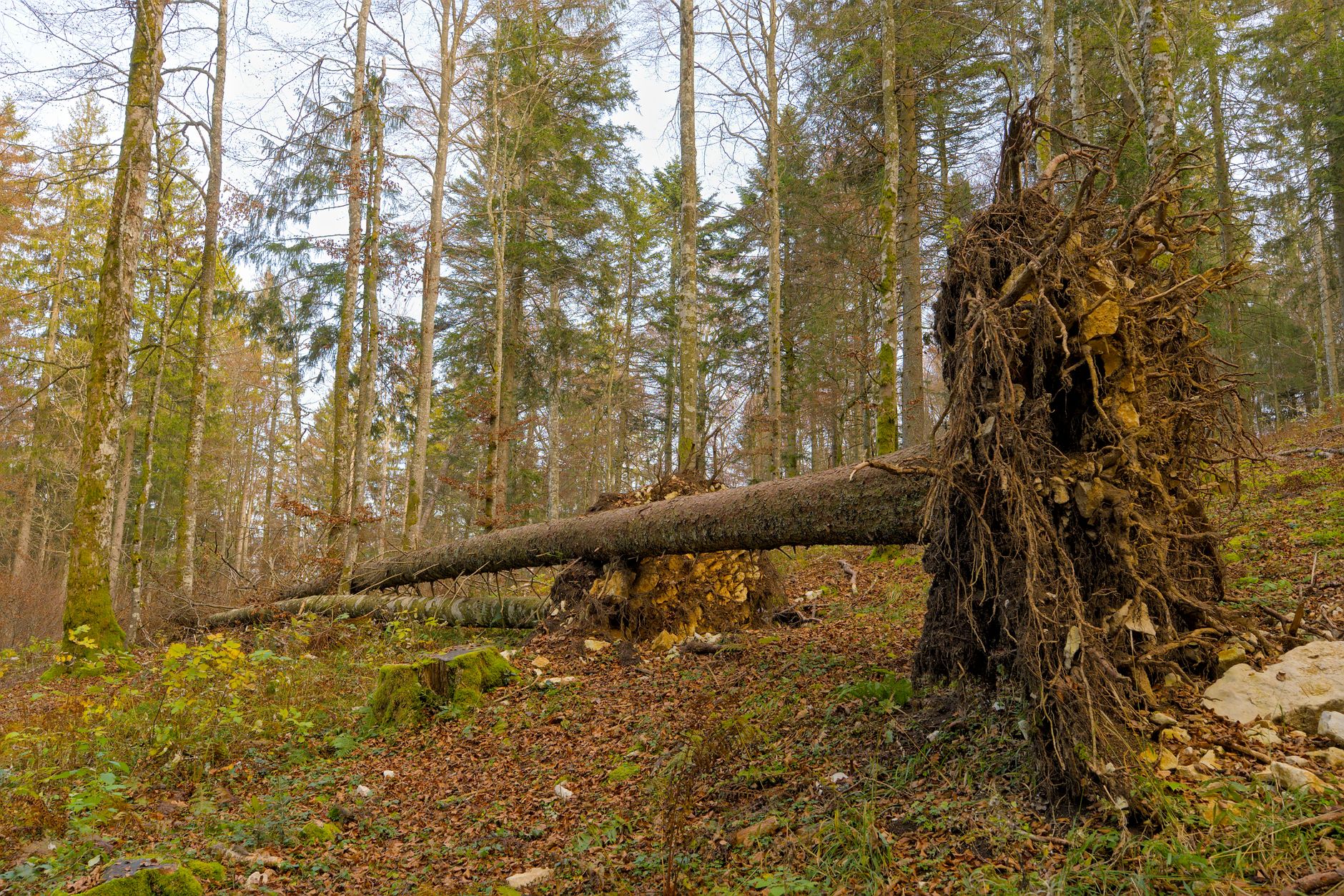 Enlèvement arbre urgence équipe à Sèvremoine